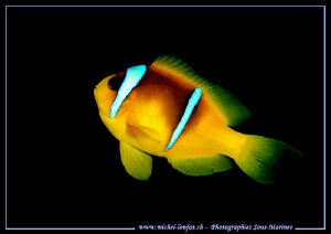 Little Clown fish... Que du bonheur... :O)... by Michel Lonfat 